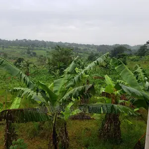 4acres of Land for Sale in Luwero