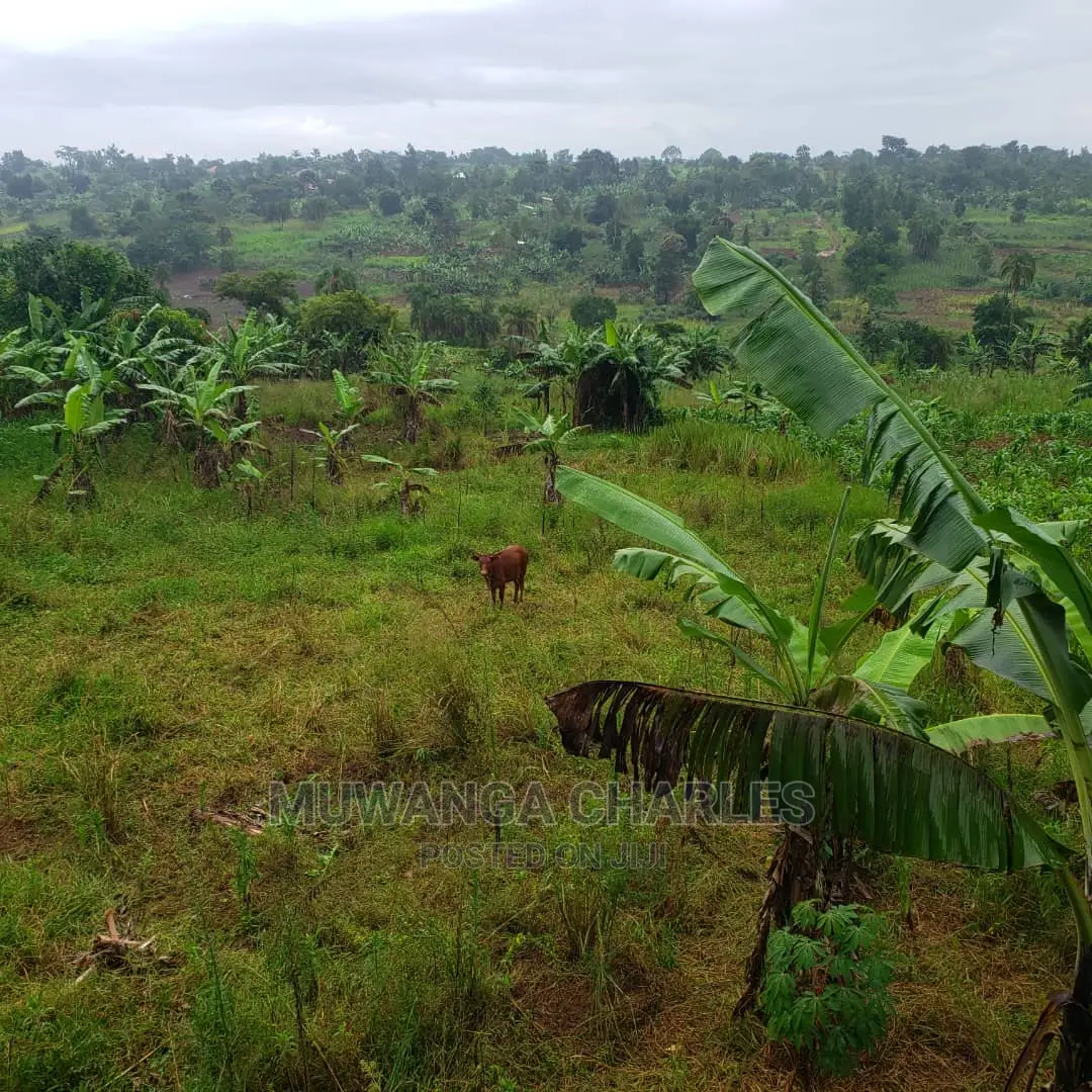 4acres of Land for Sale in Luwero