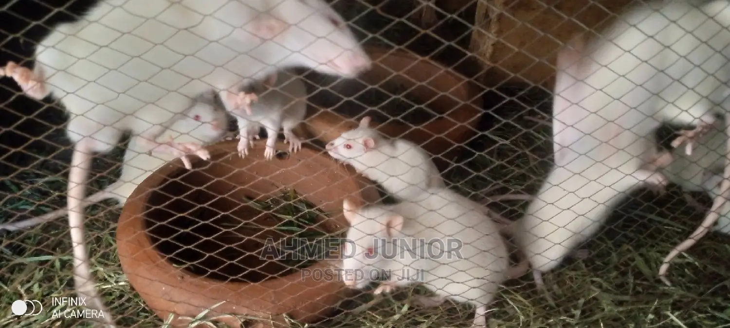 Rat Rearing
