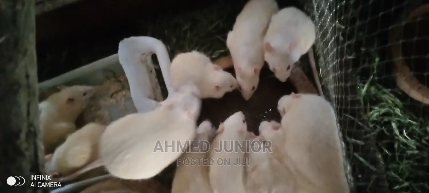 Rat Rearing