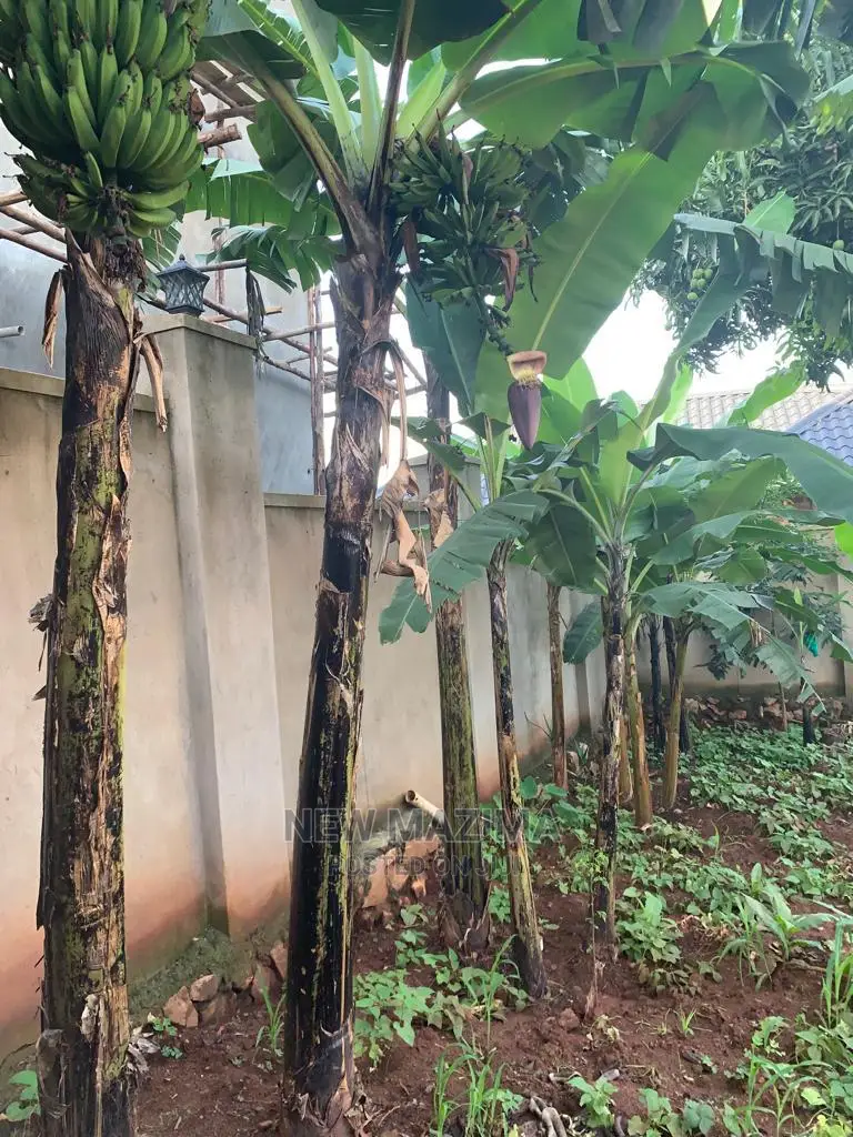 3bdrm House in Nsanji Manja, Division a for Sale
