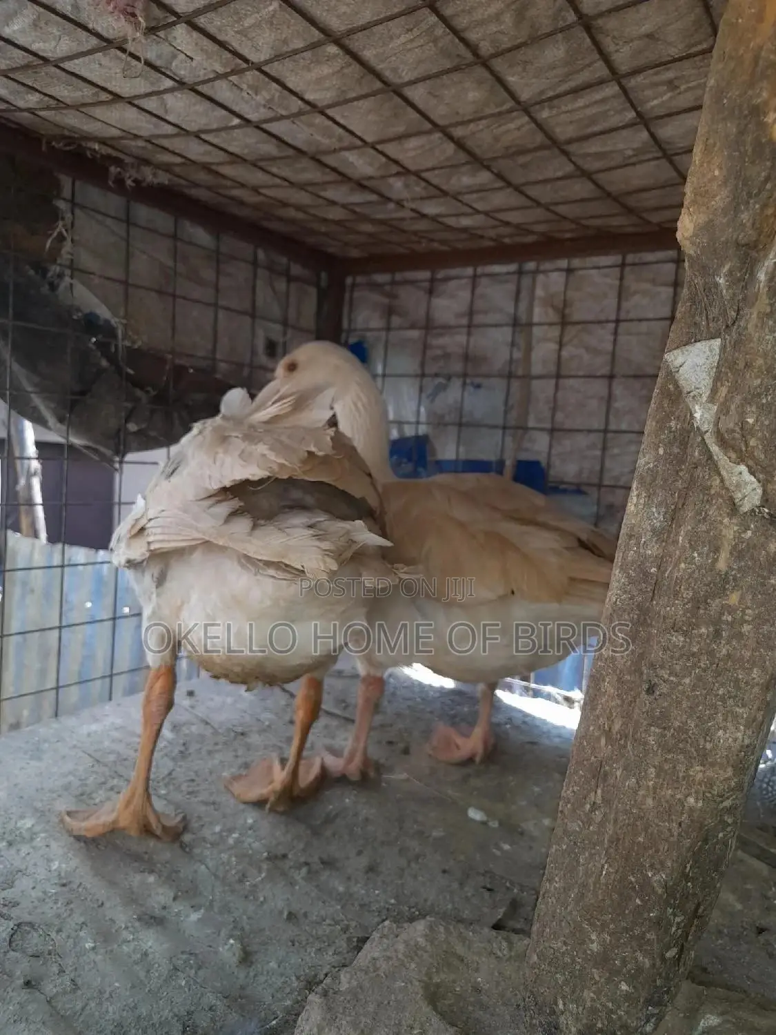 Medium Geese for Sell in Kampala