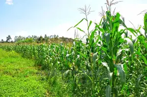 35+ Acres of Land for Sale at Namayumba Estate~Hoima Road.