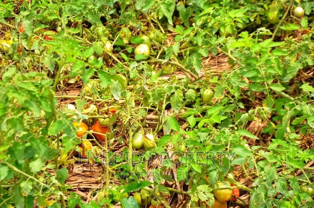 35+ Acres of Land for Sale at Namayumba Estate~Hoima Road.