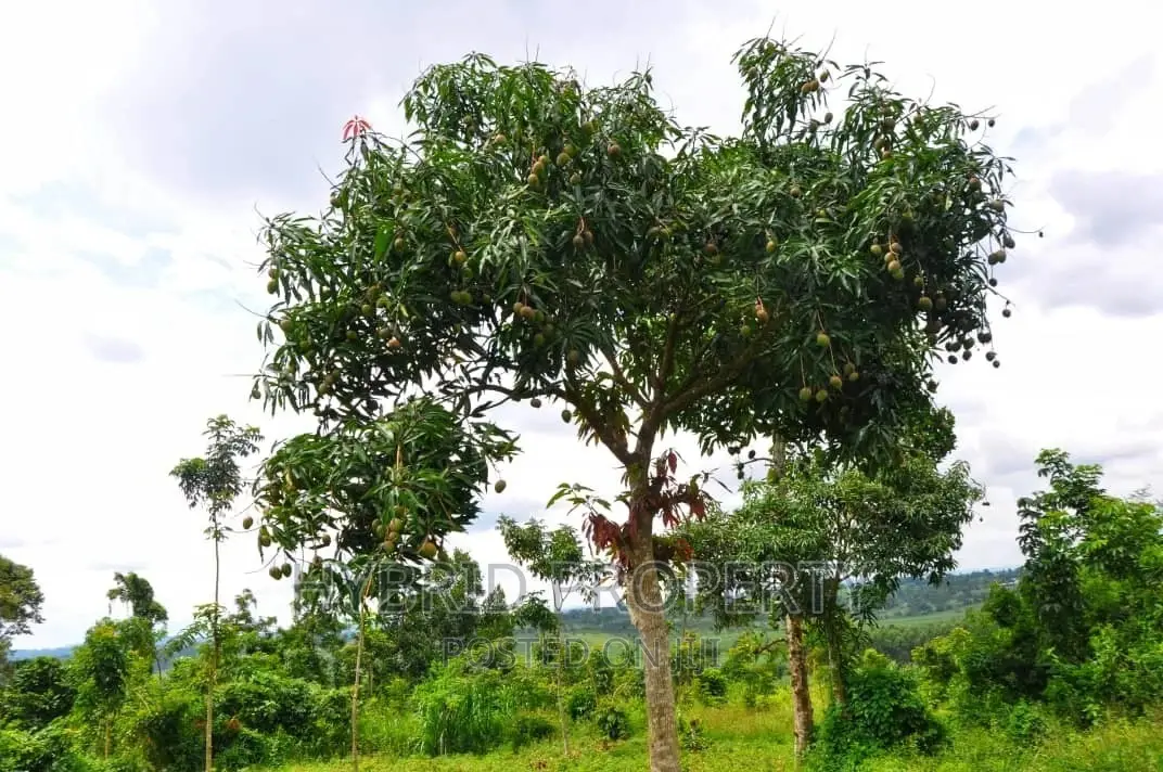 35+ Acres of Land for Sale at Namayumba Estate~Hoima Road.