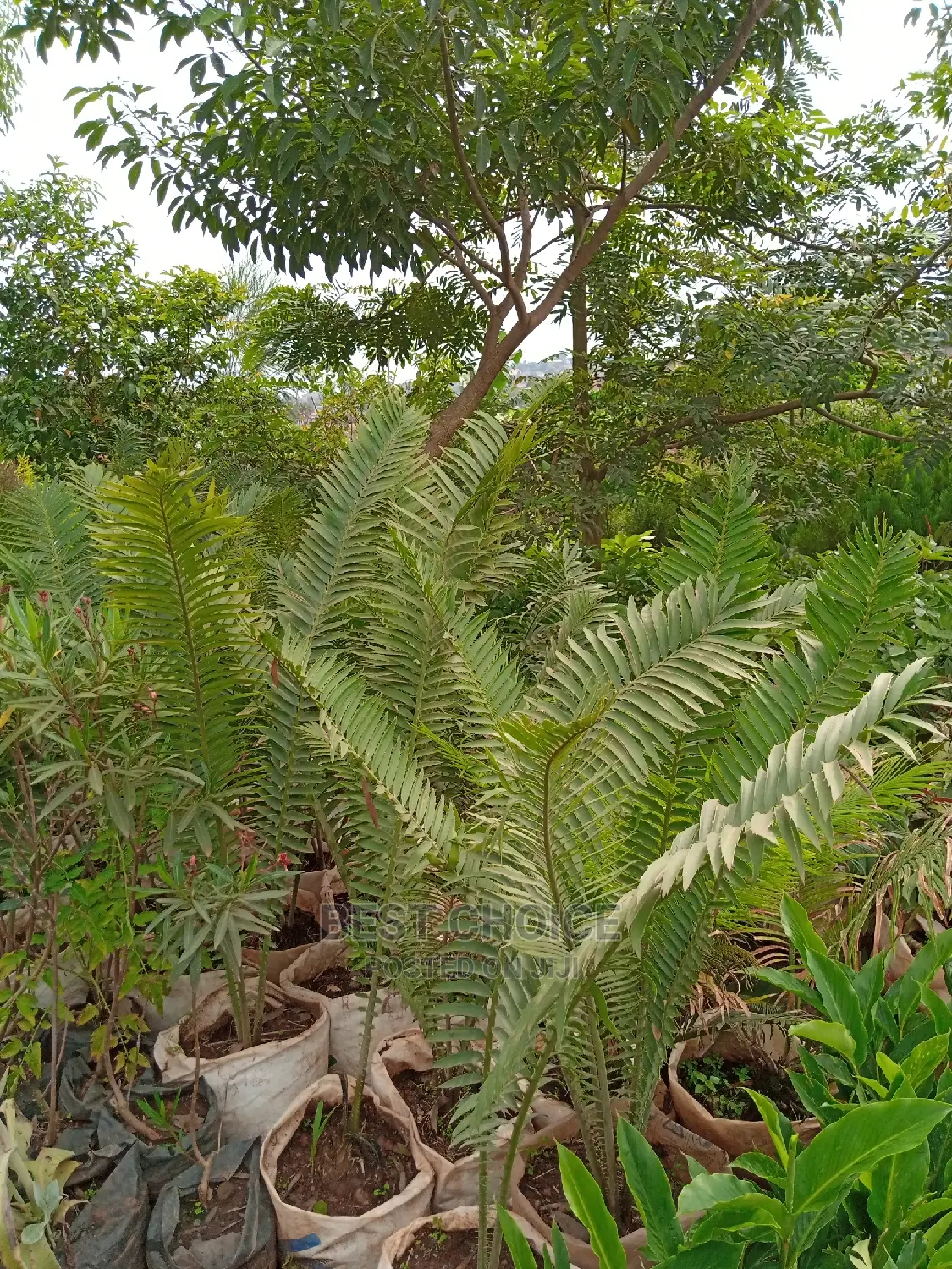 Tropical Plants, Compound Designing, Land Scaping Services