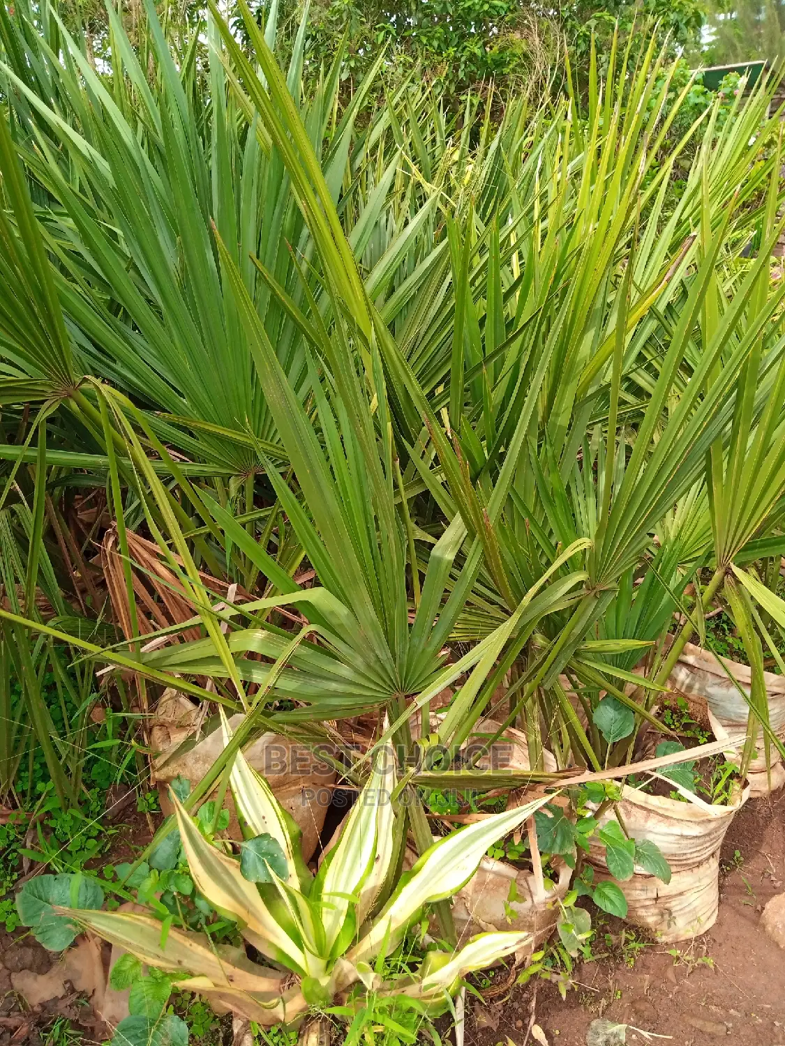 Tropical Plants, Compound Designing, Land Scaping Services