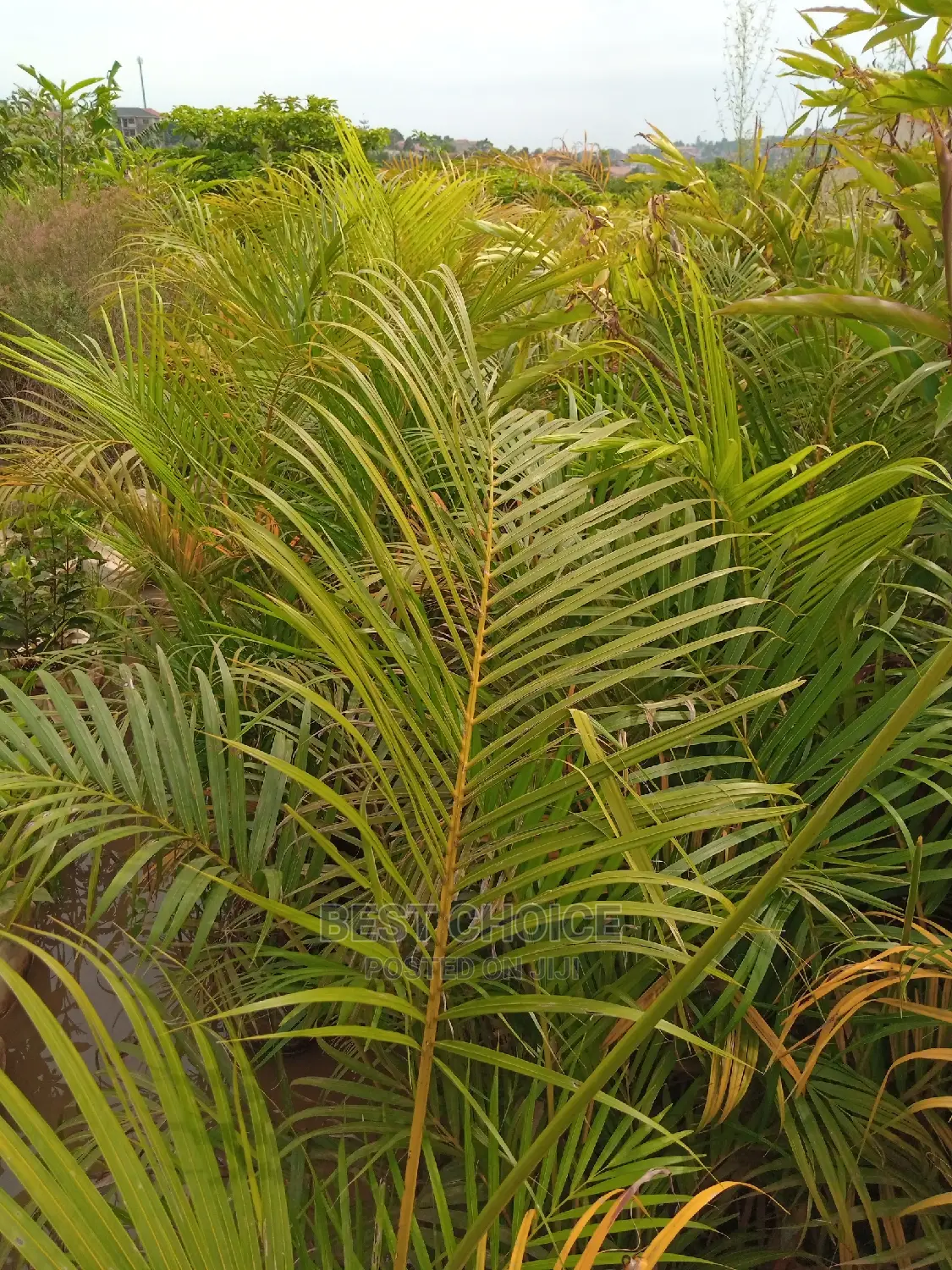 Tropical Plants, Compound Designing, Land Scaping Services