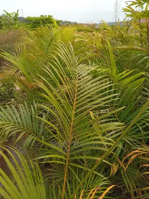 Tropical Plants, Compound Designing, Land Scaping Services