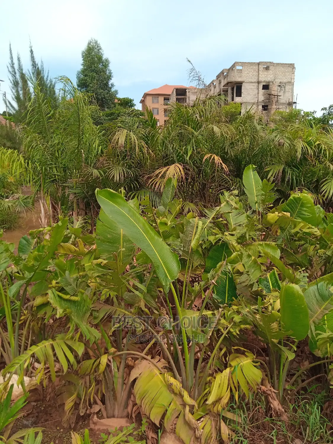 Tropical Plants, Compound Designing, Land Scaping Services