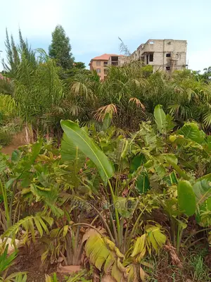 Tropical Plants, Compound Designing, Land Scaping Services