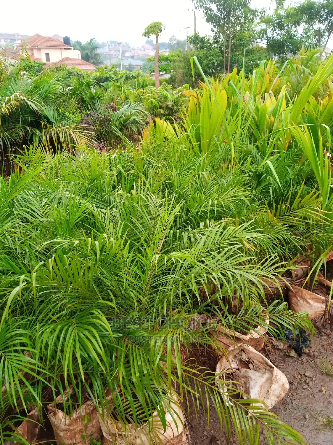 Tropical Plants, Compound Designing, Land Scaping Services