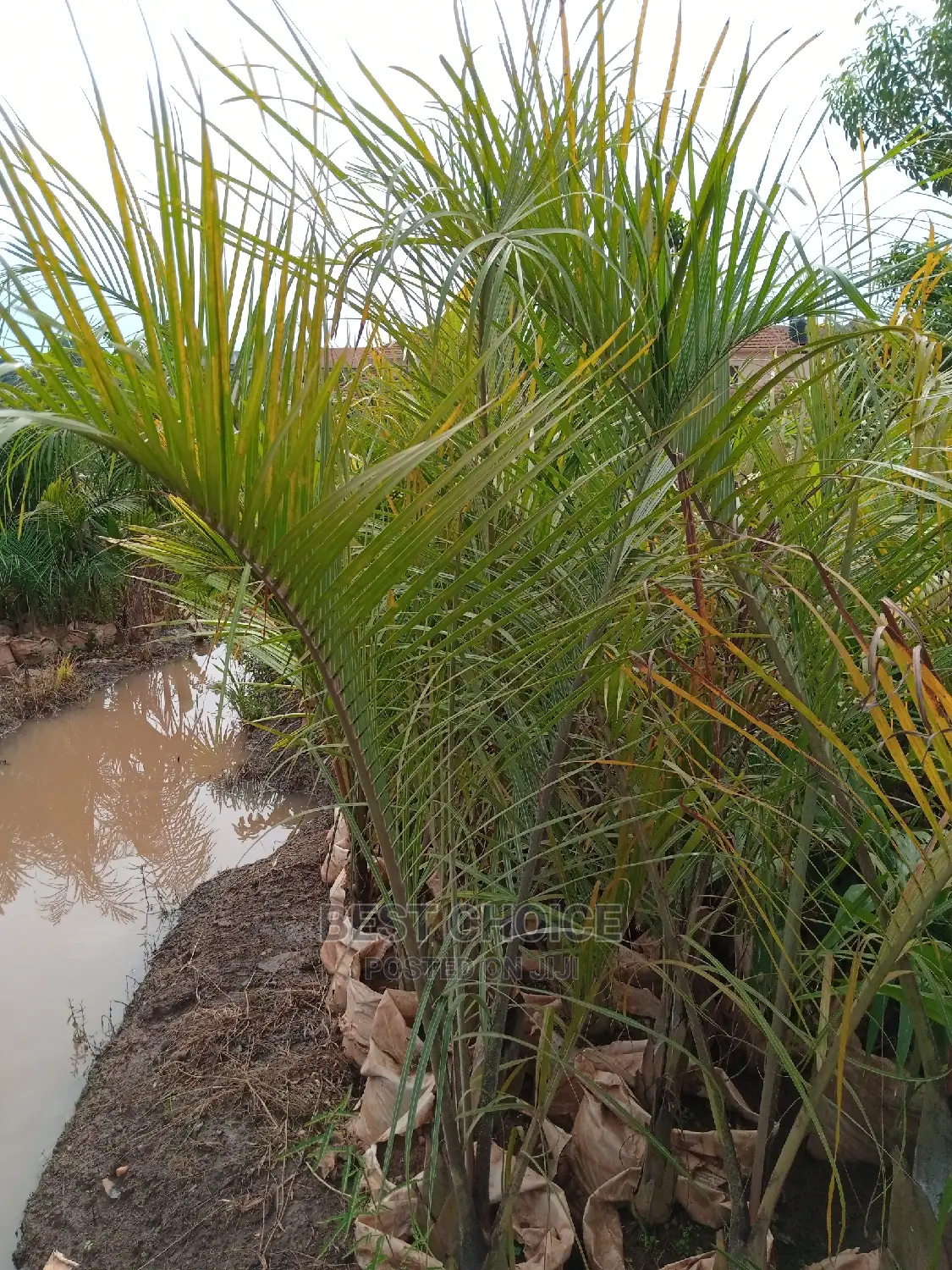 Tropical Plants, Compound Designing, Land Scaping Services