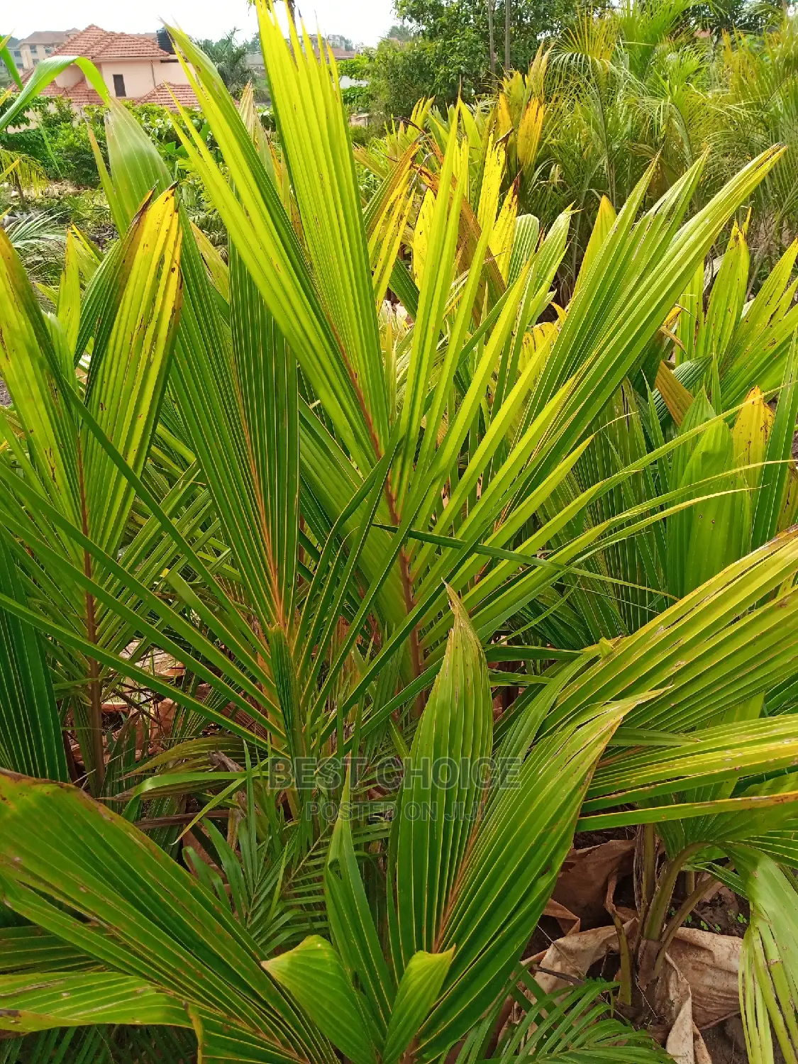 Tropical Plants, Compound Designing, Land Scaping Services