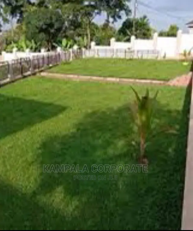 Types of Compound Grass for Sale