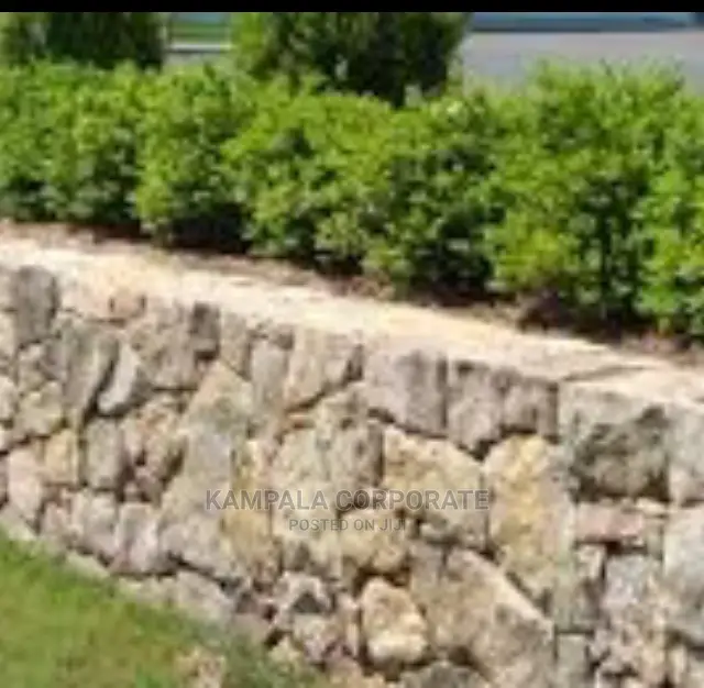 Types of Compound Grass for Sale