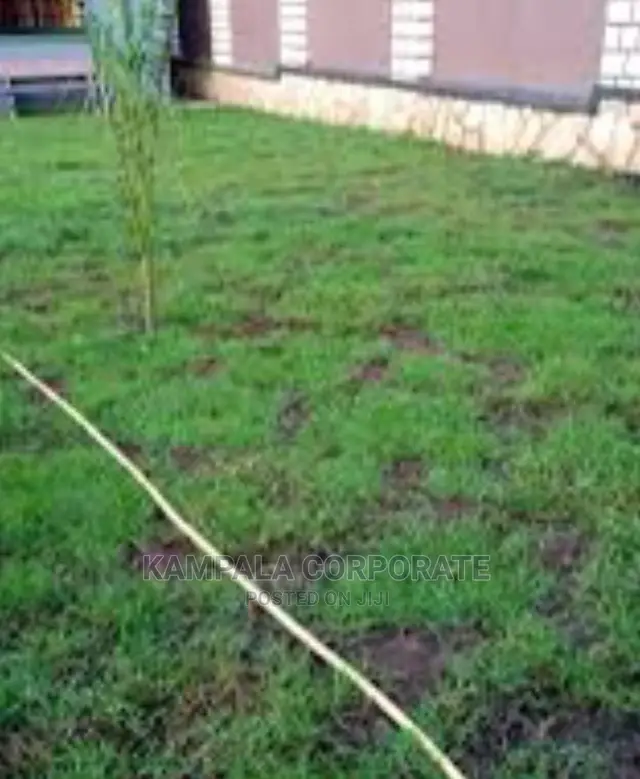 Types of Compound Grass for Sale