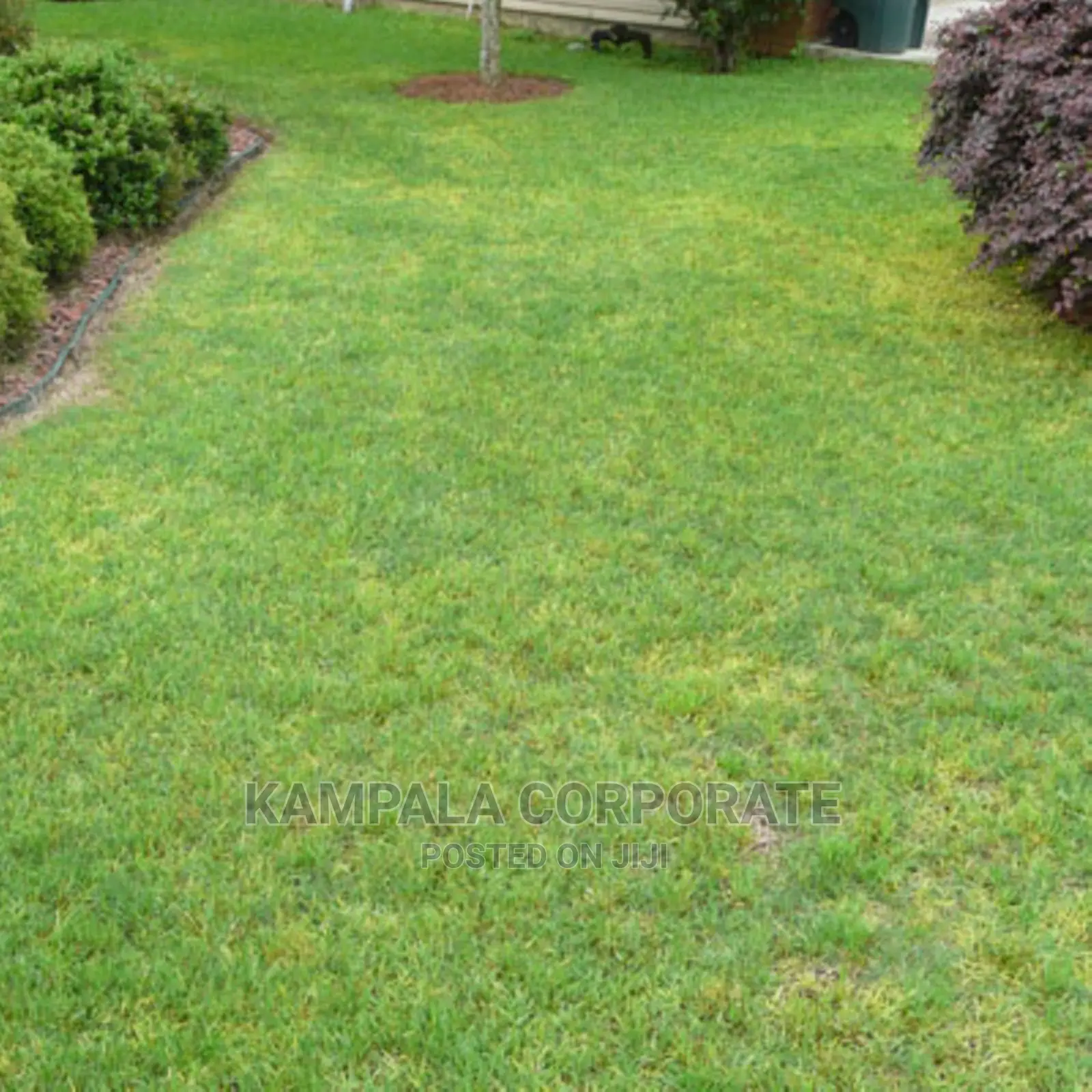 Types of Compound Grass for Sale
