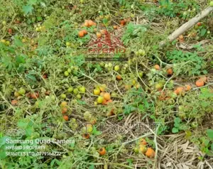 35acres of Land for Sale at Namayumba Kaloke~Hoima Road.