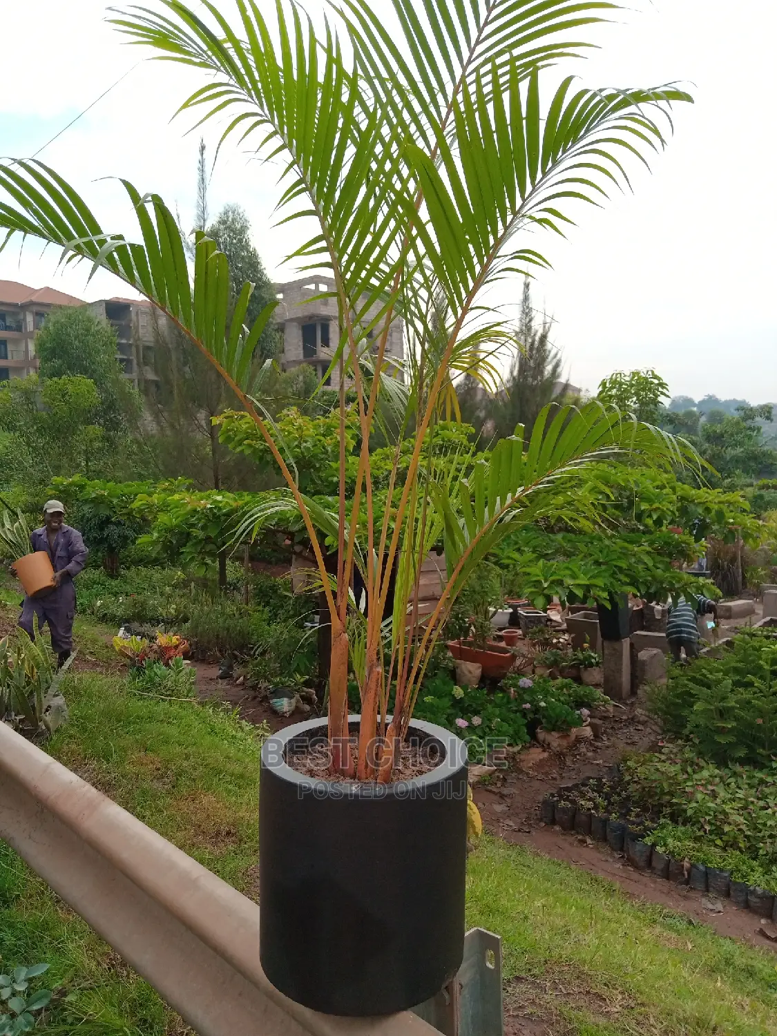 Beautiful Plants/Amazing Flowers.