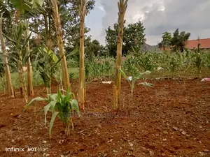 20decimals Plot of Land for Sale in Kungu