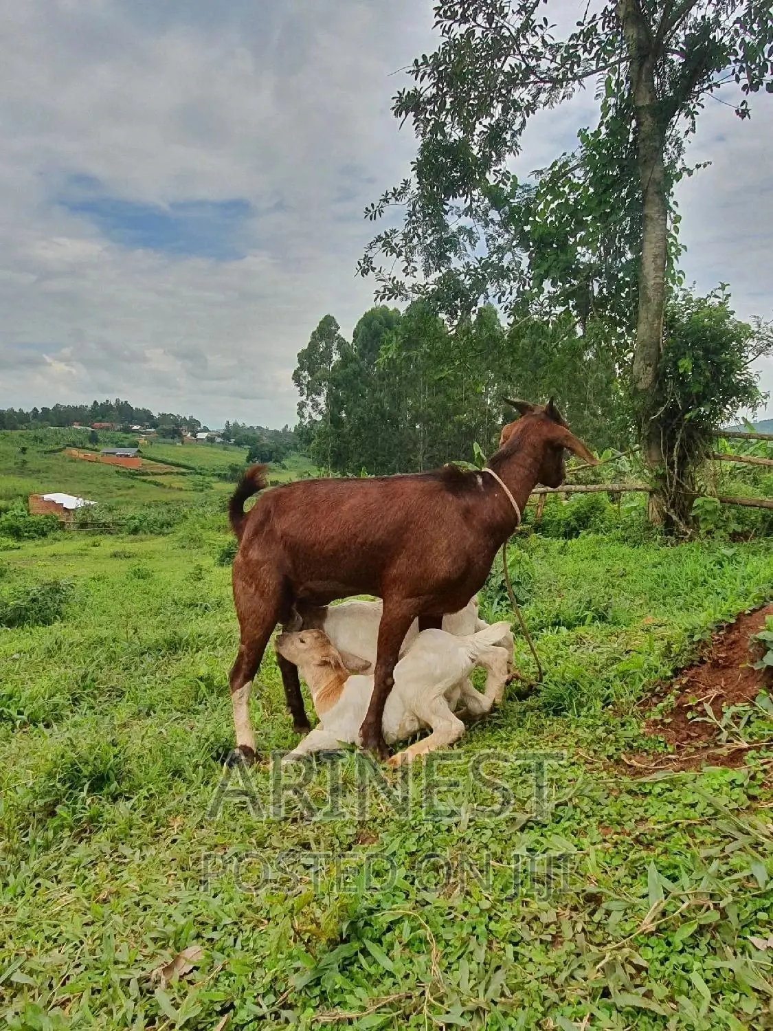 Savvanna Female With Two Boar Crossbreeds