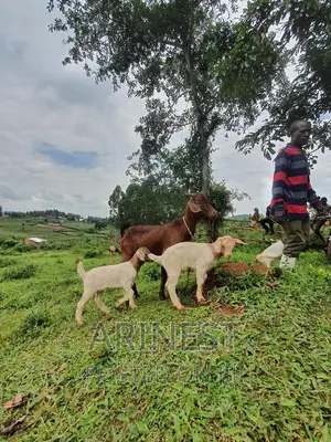 Savvanna Female With Two Boar Crossbreeds