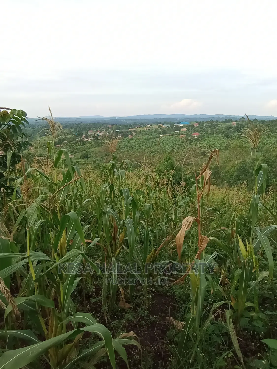 Good View Plots on Bombo Rd U Branch at Janan Sch.