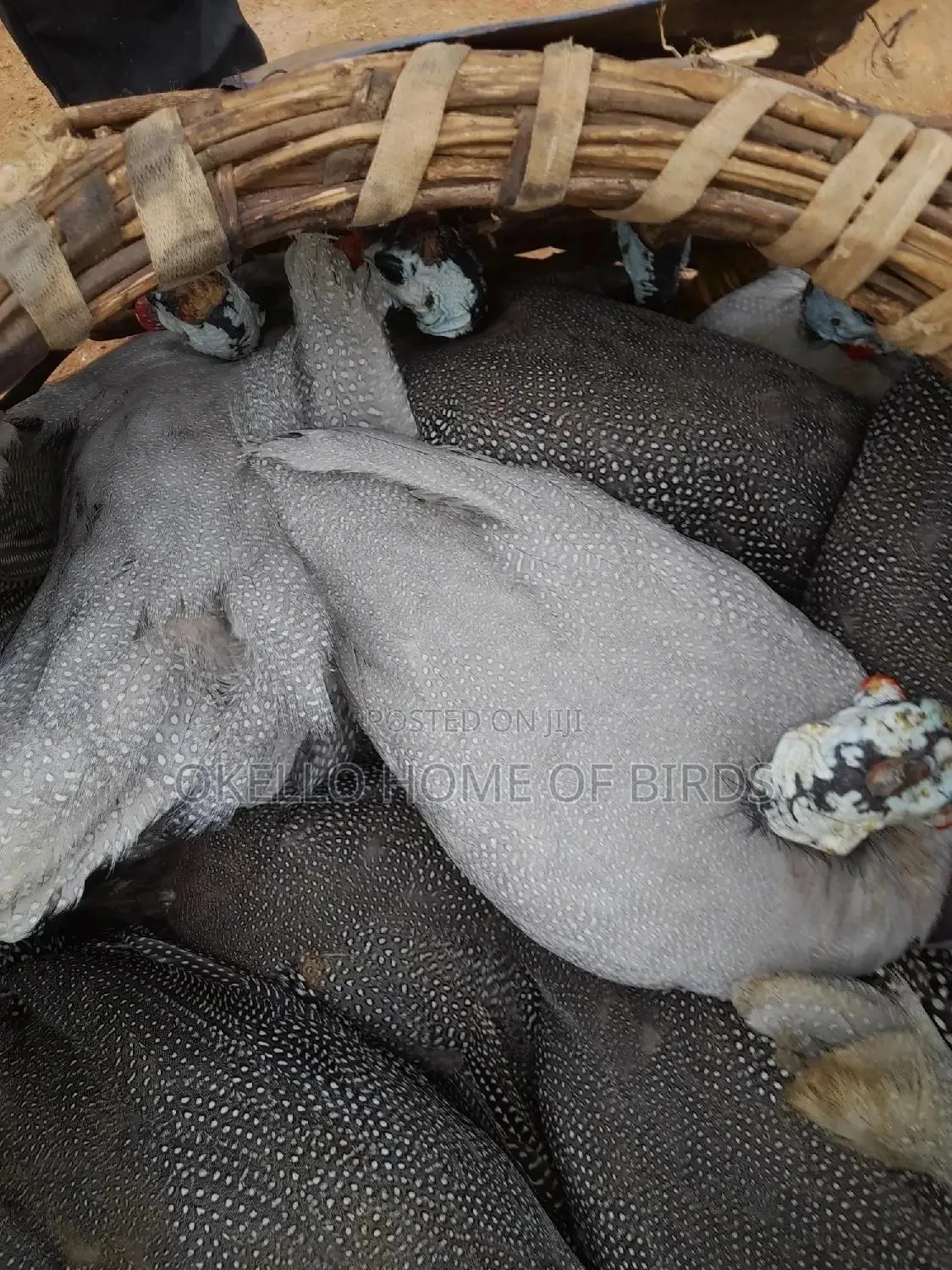 Lavender Guinea Fowlz for Sell