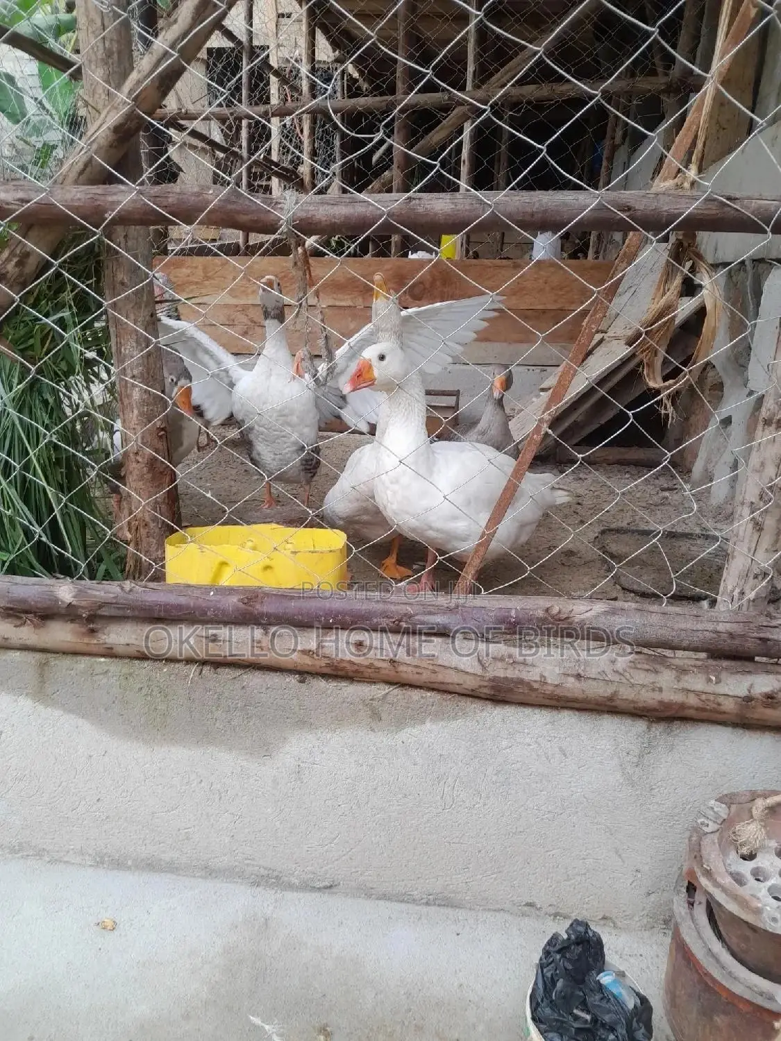 Mature Females Laying Geese