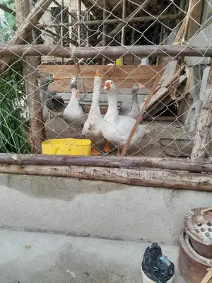 13 Months Geese in a Pair