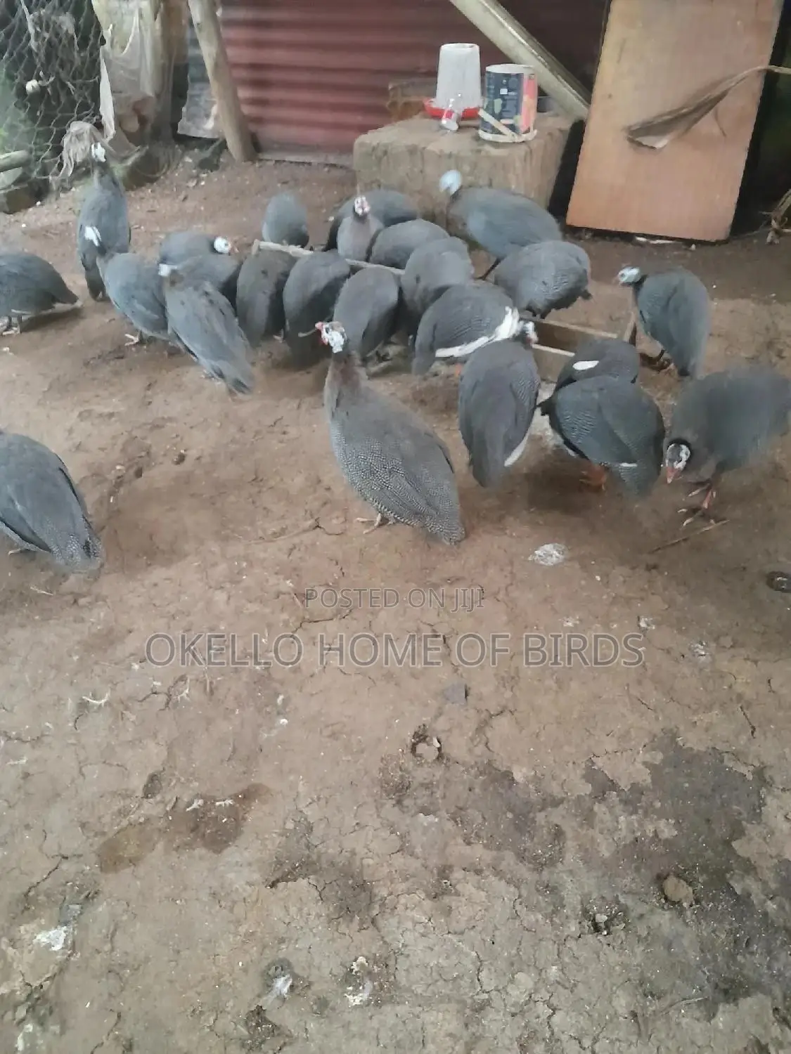 Guinea Fowlz for Meat