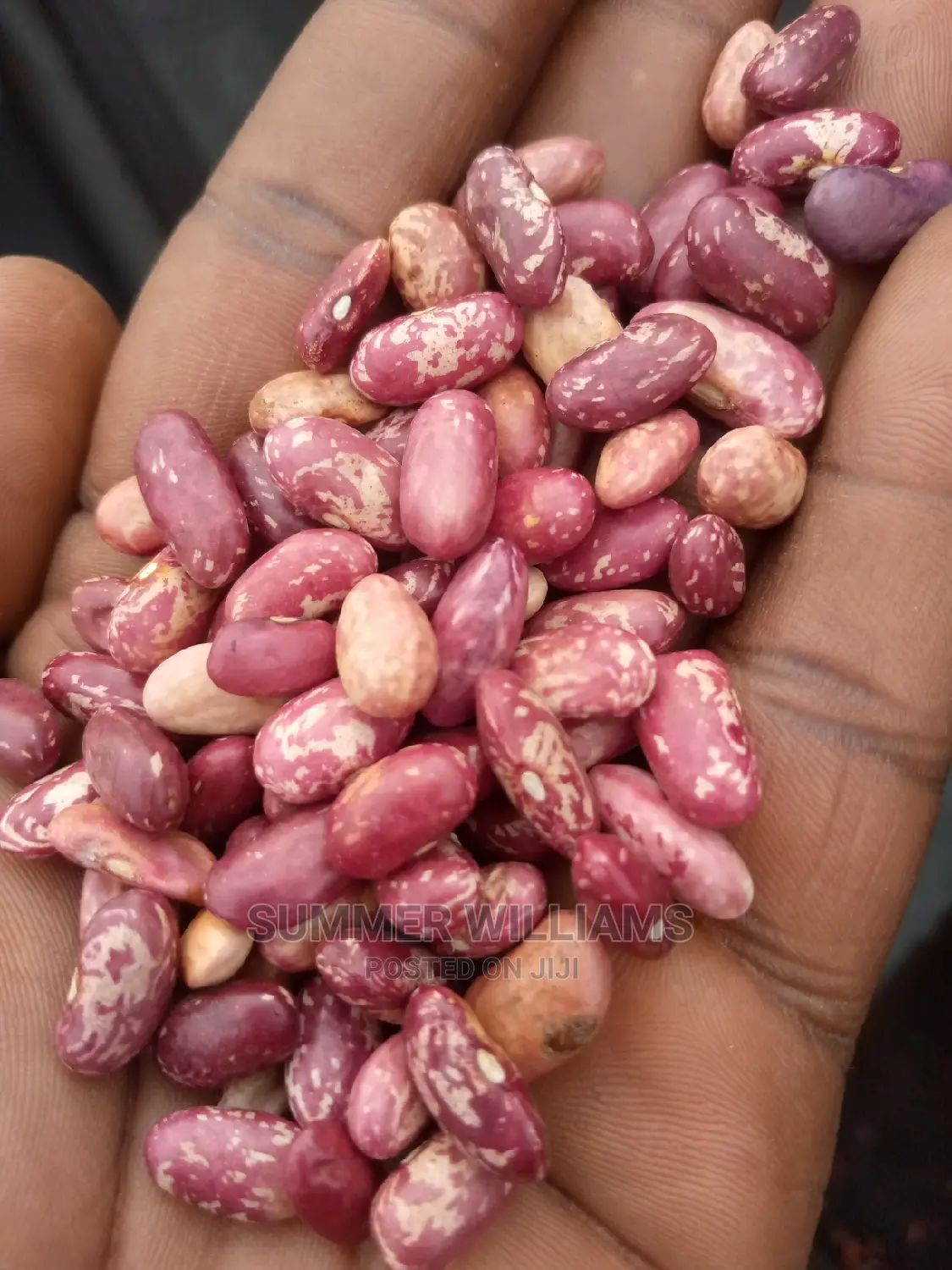 All Types of Beans