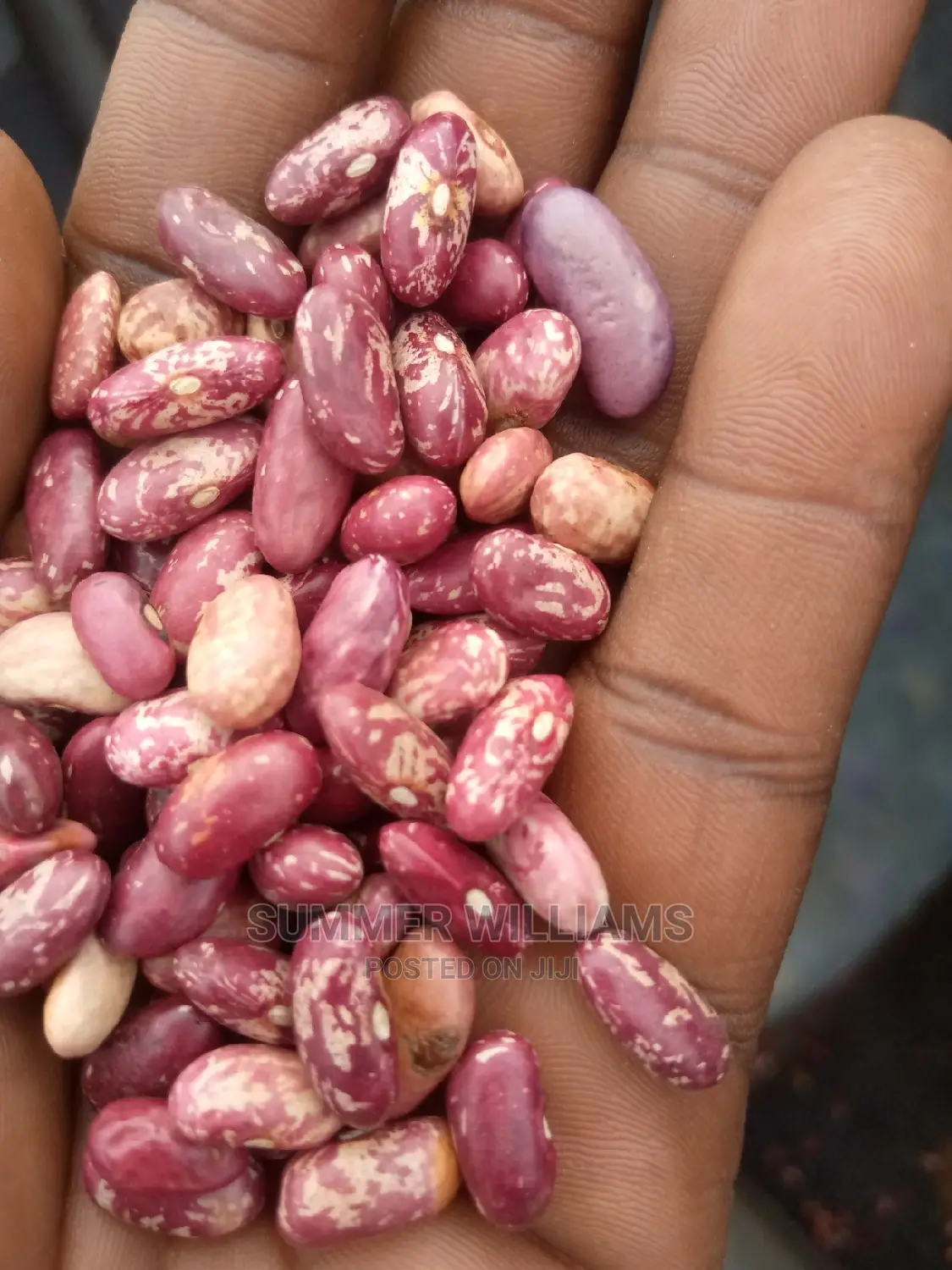 All Types of Beans