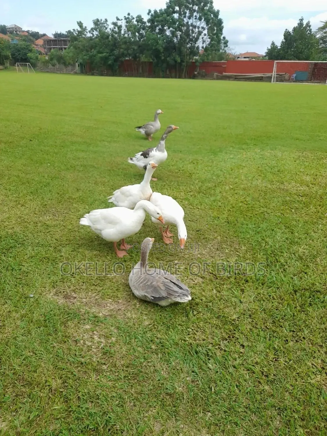 6 Geese 2 Males and 4 Females for Sell