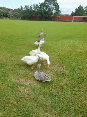 6 Geese 2 Males and 4 Females for Sell