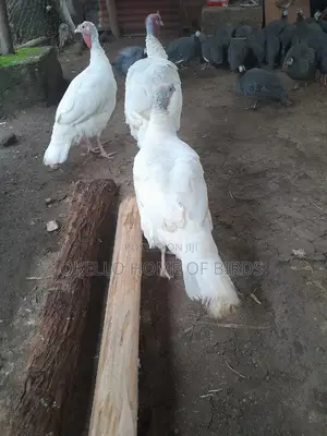 Pure White Turkeys