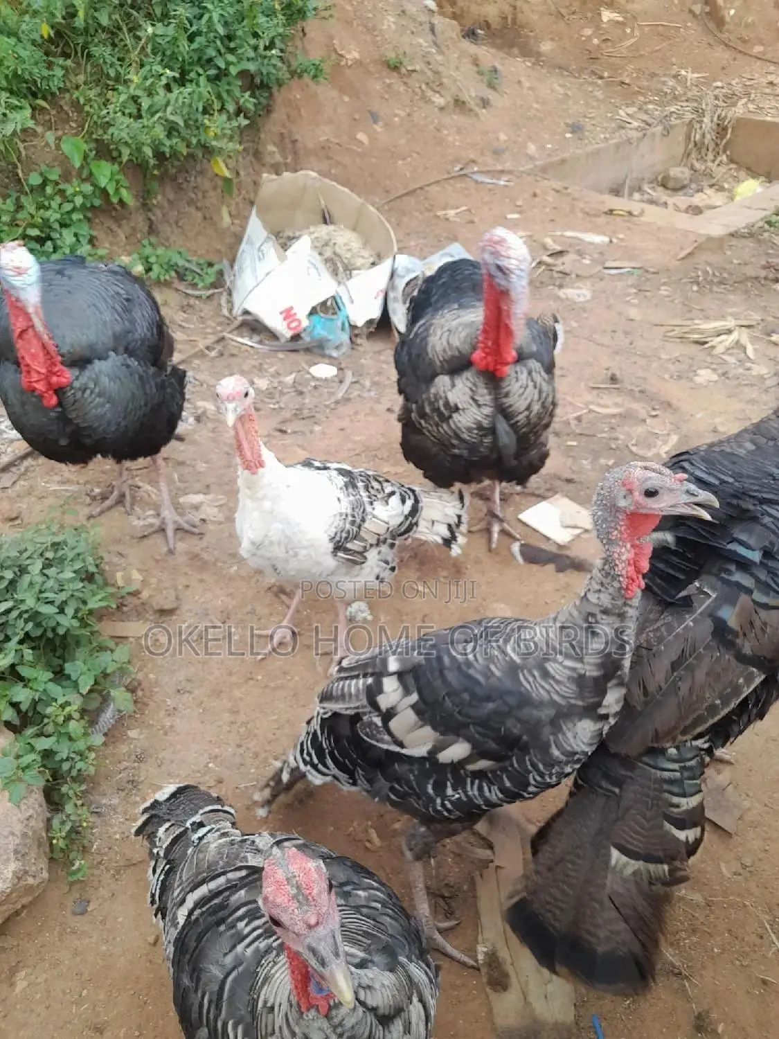 Male Turkeys 12 Months