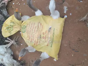 Medium Geese for Sell Male and Female