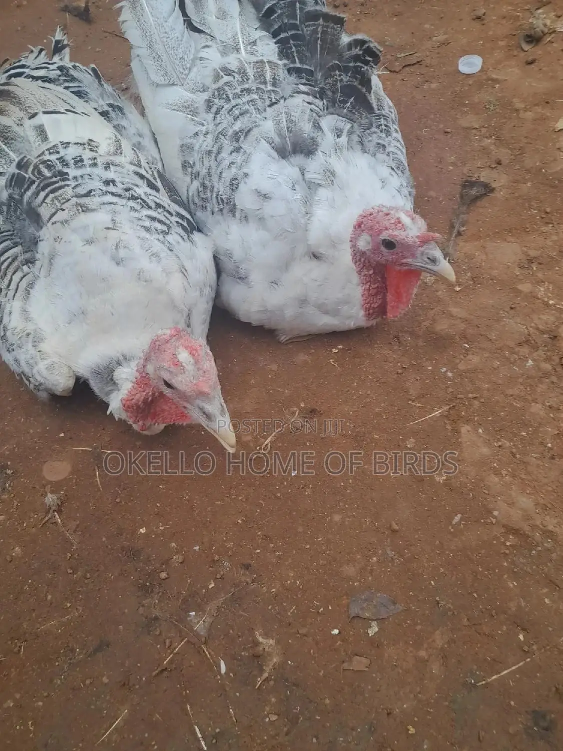 7 Months Female Turkeys for Sell