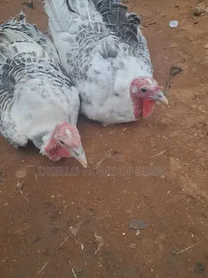 7 Months Female Turkeys for Sell