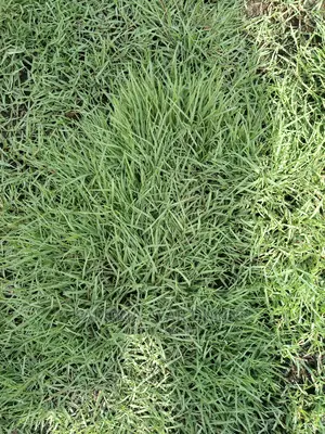 Natural Grass/Paspalum Grass
