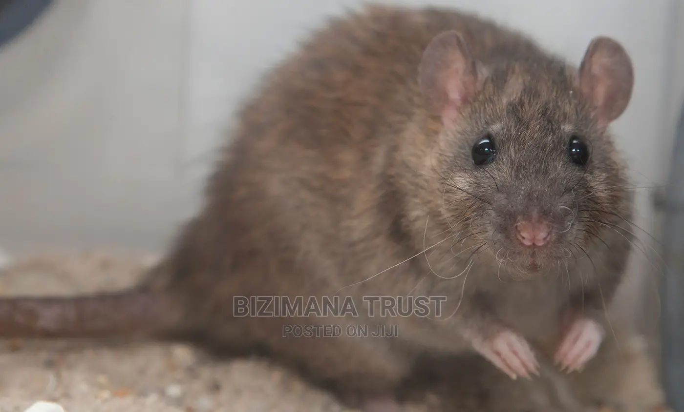 Rat Control