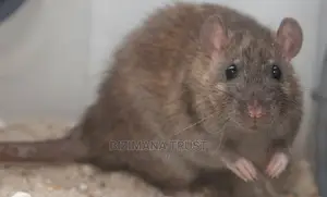 Rat Control