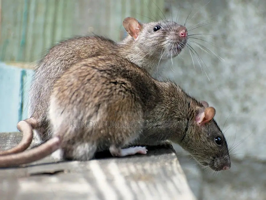 Rat and Mice Fumigation