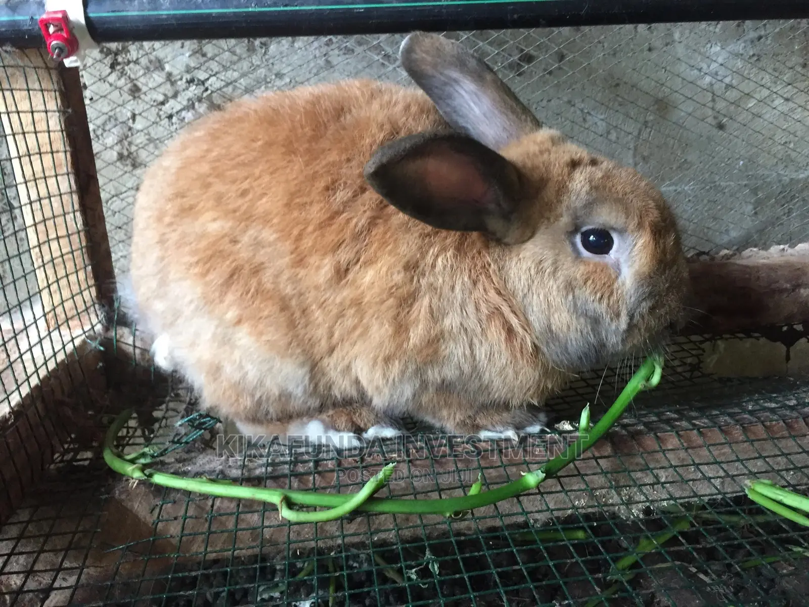 Beveren Rabbit