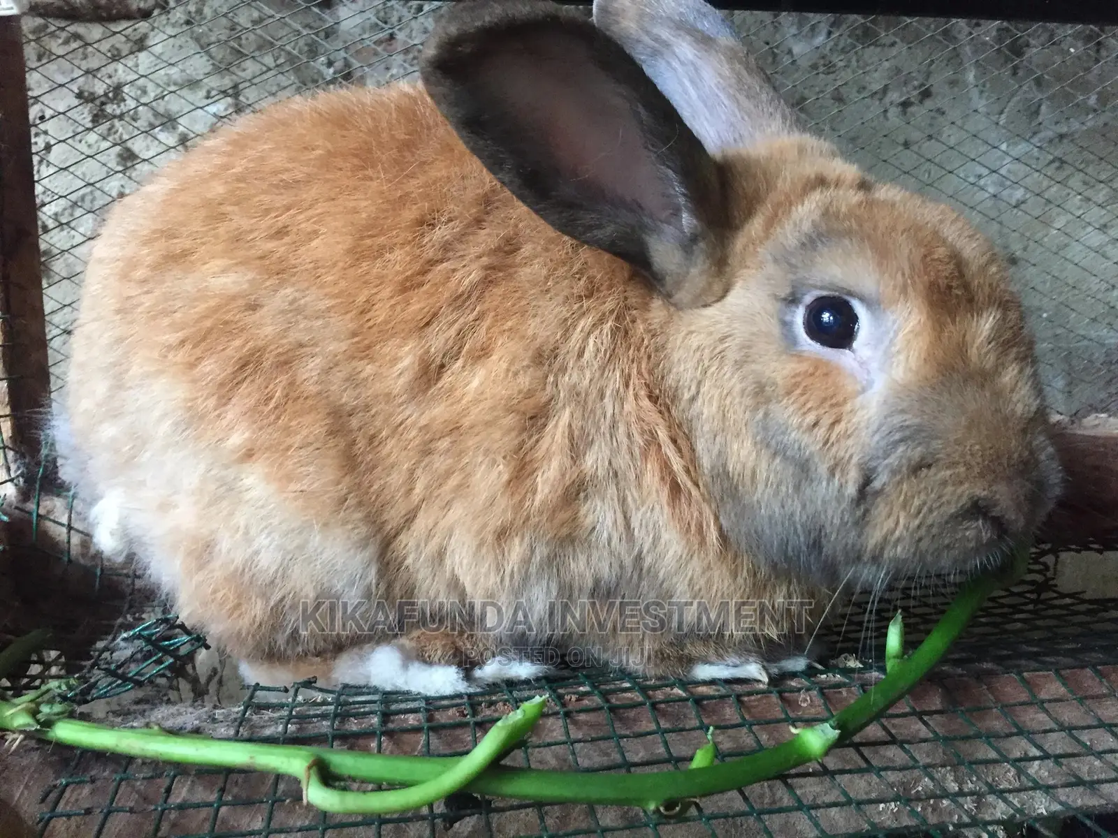 Beveren Rabbit