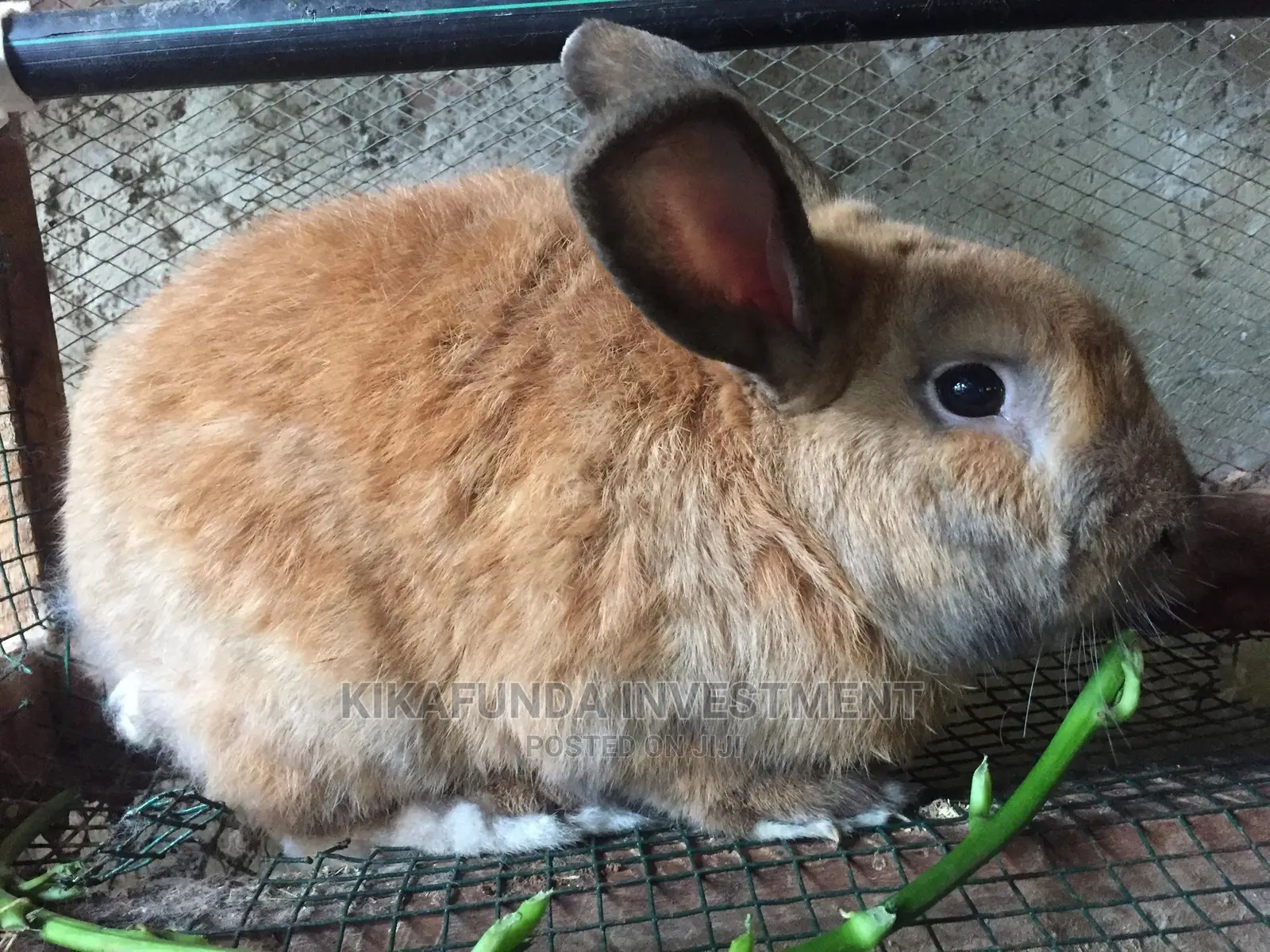 Beveren Rabbit