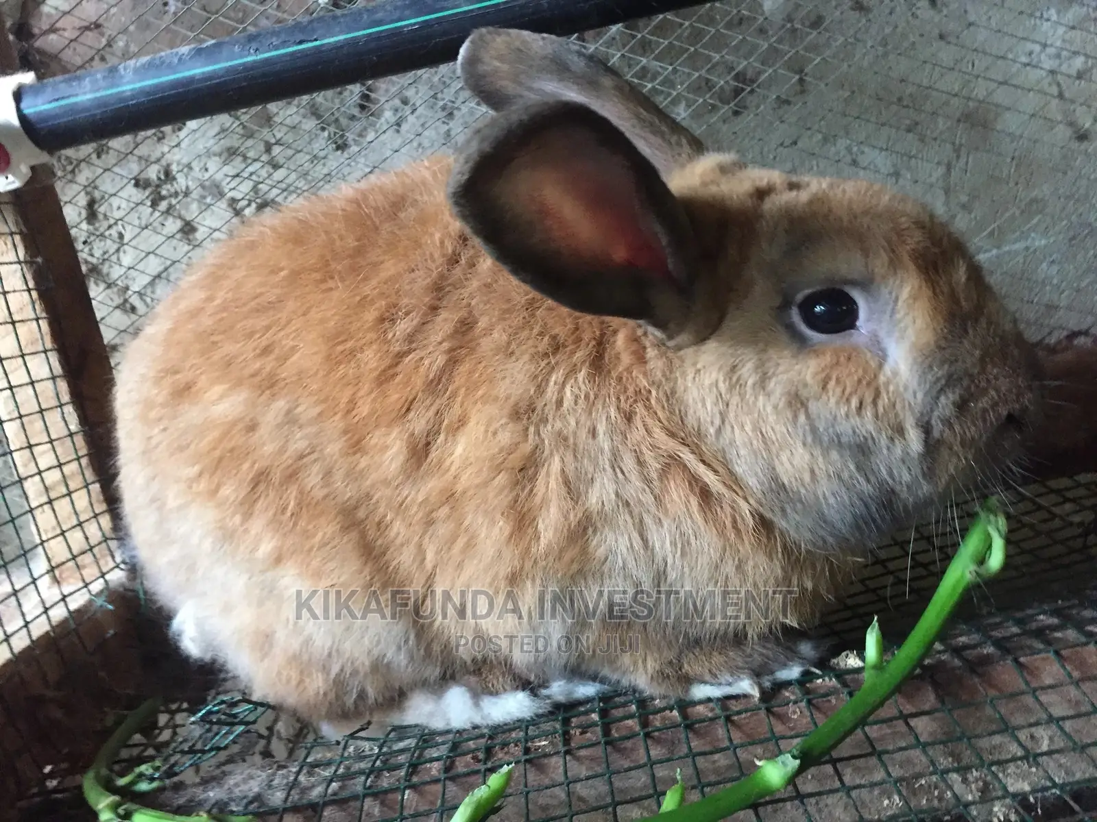 Beveren Rabbit