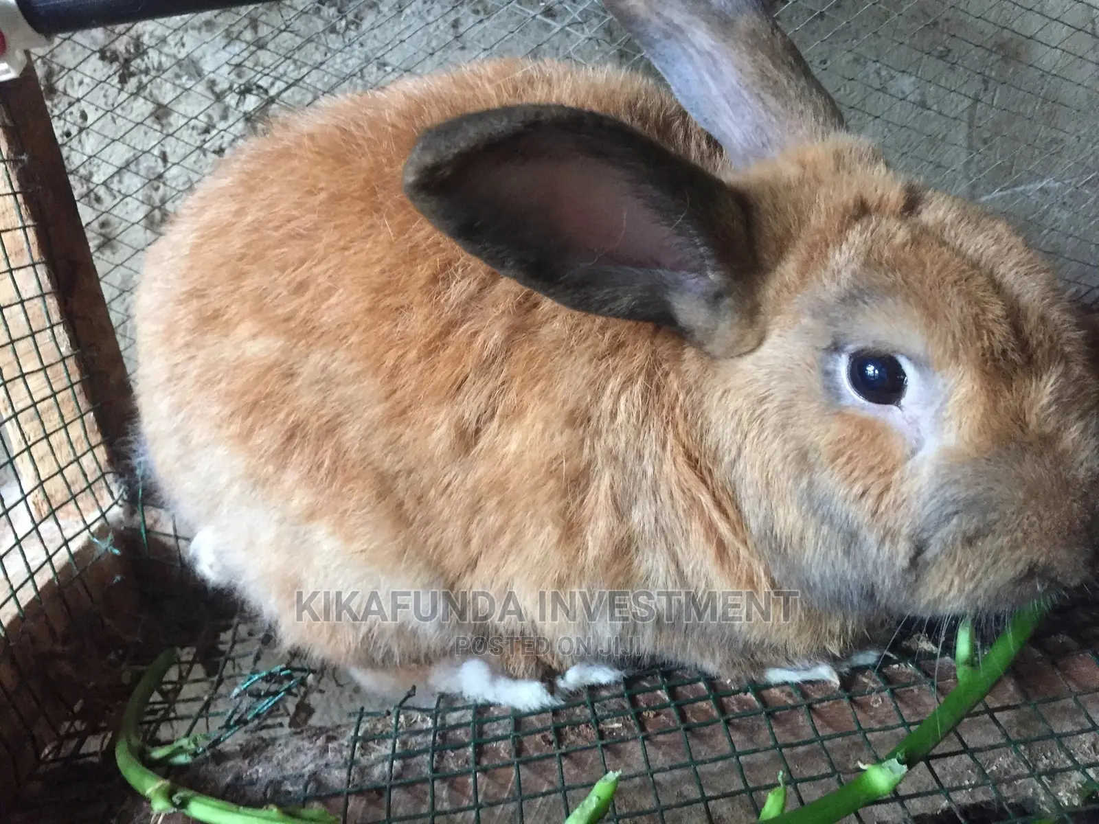 Beveren Rabbit